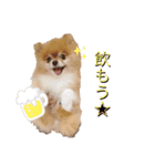 歌舞伎町の ポメラニアン（個別スタンプ：4）