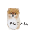 歌舞伎町の ポメラニアン（個別スタンプ：6）