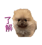 歌舞伎町の ポメラニアン（個別スタンプ：8）