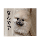 歌舞伎町の ポメラニアン（個別スタンプ：11）
