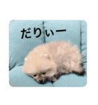 歌舞伎町の ポメラニアン（個別スタンプ：12）