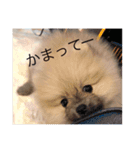 歌舞伎町の ポメラニアン（個別スタンプ：13）