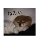 歌舞伎町の ポメラニアン（個別スタンプ：14）