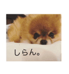 歌舞伎町の ポメラニアン（個別スタンプ：15）