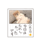 歌舞伎町の ポメラニアン（個別スタンプ：16）