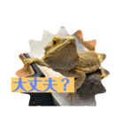 フトアゴ我太郎のゆるゆる   スタンプ3（個別スタンプ：11）