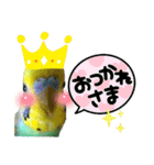 インコしか勝たん！！（個別スタンプ：2）