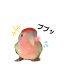 インコしか勝たん！！（個別スタンプ：4）