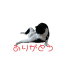 鉢割れロック（個別スタンプ：2）
