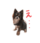チワワのミロち（個別スタンプ：2）