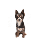 チワワのミロち（個別スタンプ：3）