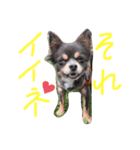 チワワのミロち（個別スタンプ：4）