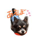 チワワのミロち（個別スタンプ：5）