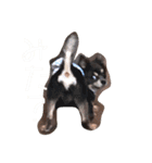 チワワのミロち（個別スタンプ：9）