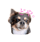 チワワのミロち（個別スタンプ：10）