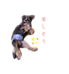 チワワのミロち2（個別スタンプ：2）