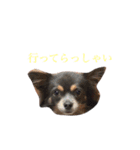 チワワのミロち2（個別スタンプ：6）
