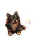 チワワのミロち2（個別スタンプ：9）
