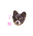 チワワのミロち2（個別スタンプ：16）