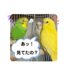ゆきちゃん宅スタンプ6（個別スタンプ：15）
