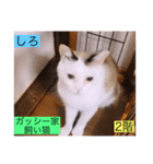 ガッシー2階ねこーず2021冬バージョン（個別スタンプ：1）
