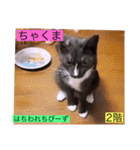 ガッシー2階ねこーず2021冬バージョン（個別スタンプ：8）