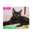 ガッシー2階ねこーず2021冬バージョン（個別スタンプ：9）