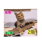 ガッシー2階ねこーず2021冬バージョン（個別スタンプ：10）