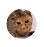ガッシー2階ねこーず2021冬バージョン（個別スタンプ：12）