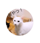 ガッシー2階ねこーず2021冬バージョン（個別スタンプ：14）