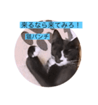 ガッシー2階ねこーず2021冬バージョン（個別スタンプ：16）