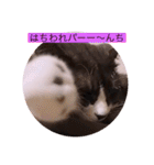 ガッシー2階ねこーず2021冬バージョン（個別スタンプ：17）