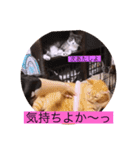 ガッシー2階ねこーず2021冬バージョン（個別スタンプ：18）