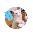 ガッシー2階ねこーず2021冬バージョン（個別スタンプ：19）