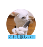 ガッシー2階ねこーず2021冬バージョン（個別スタンプ：20）
