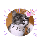 ガッシー2階ねこーず2021冬バージョン（個別スタンプ：22）