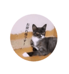 ガッシー2階ねこーず2021冬バージョン（個別スタンプ：23）