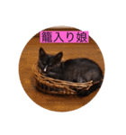 ガッシー2階ねこーず2021冬バージョン（個別スタンプ：26）