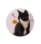 ガッシー2階ねこーず2021冬バージョン（個別スタンプ：33）