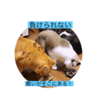 ガッシー2階ねこーず2021冬バージョン（個別スタンプ：37）