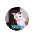 ガッシー2階ねこーず2021冬バージョン（個別スタンプ：39）