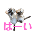 しわおとしあわせ（個別スタンプ：6）