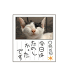 しわおとしあわせ（個別スタンプ：10）