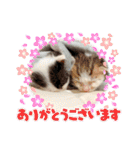 しわおとしあわせ（個別スタンプ：12）