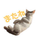 しわおとしあわせ（個別スタンプ：13）