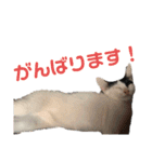 しわおとしあわせ（個別スタンプ：15）