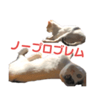 しわおとしあわせ（個別スタンプ：21）