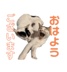 しわおとしあわせ（個別スタンプ：30）