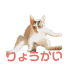 しわおとしあわせ（個別スタンプ：31）