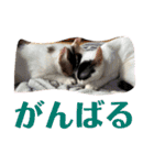 しわおとしあわせ（個別スタンプ：38）